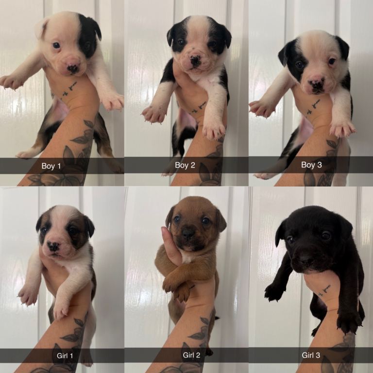 Frenchie x collie puppies 