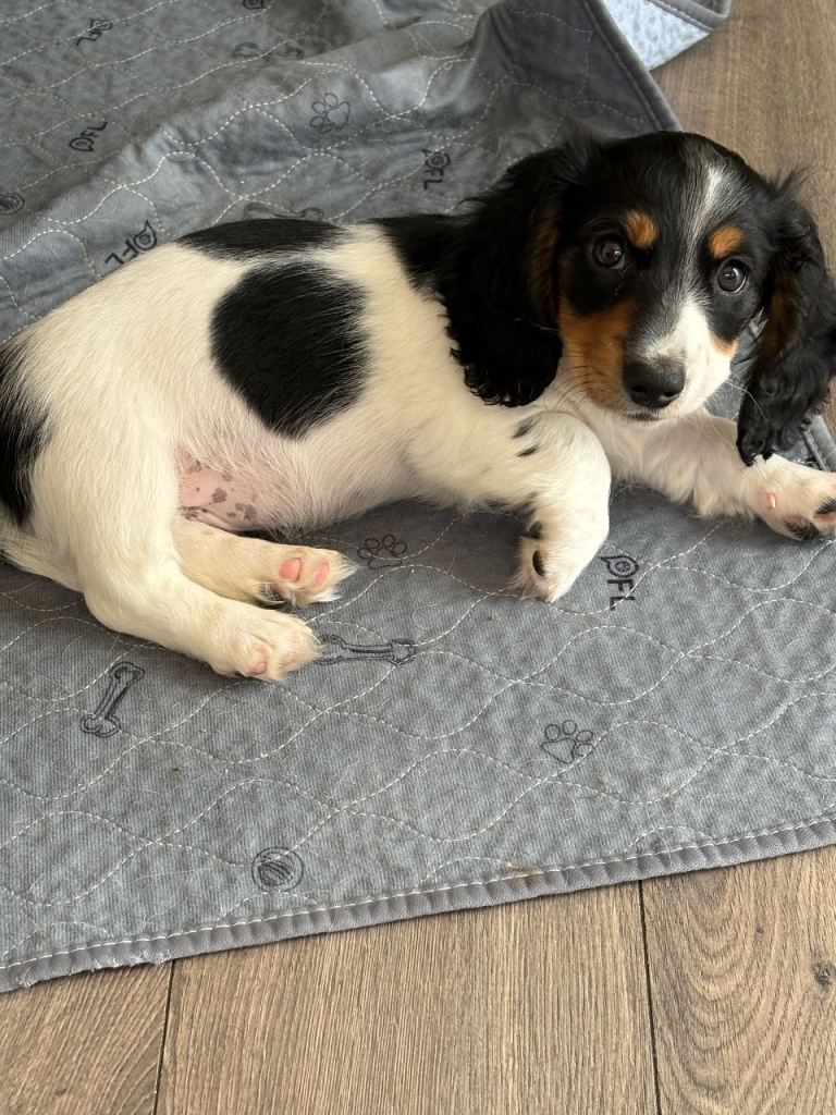 Miniature Long haired dachshunds