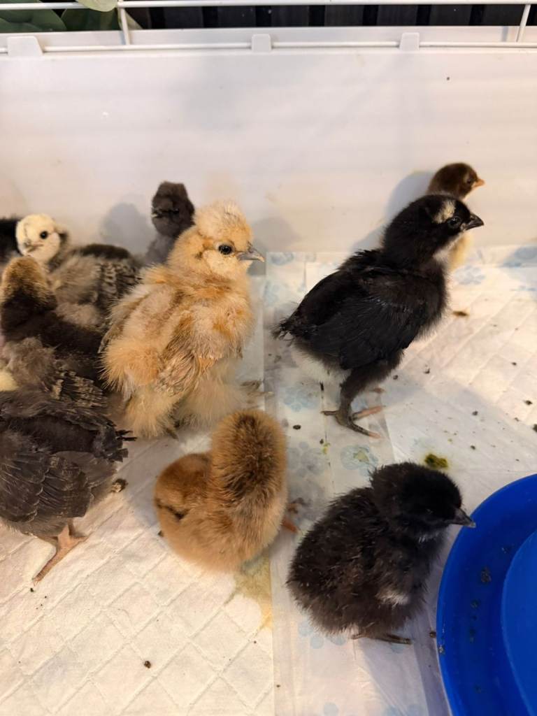4 weeks old unsexed chickens various pure and mixed breeds