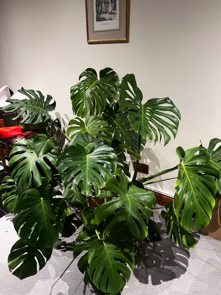cheese plant