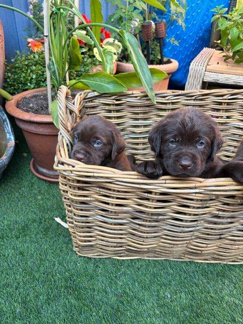 Adorable Chocolate Labrador puppies - Ready 28th July 