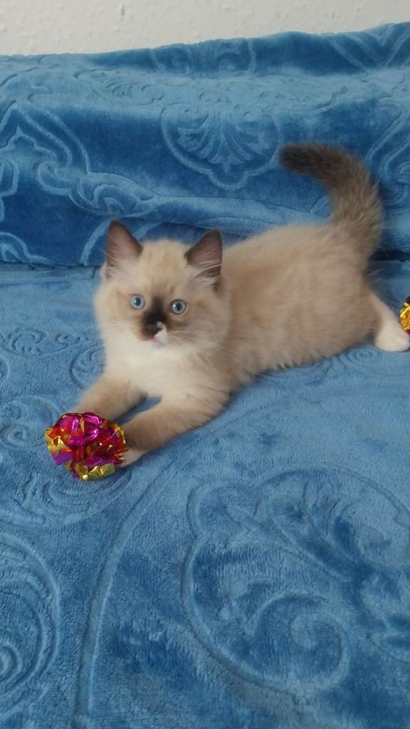 Adorable Rag Doll Lovely Little Girl 