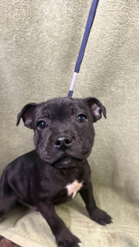 Lovely KC REGISTERED Staffordshire Bull Terrier 