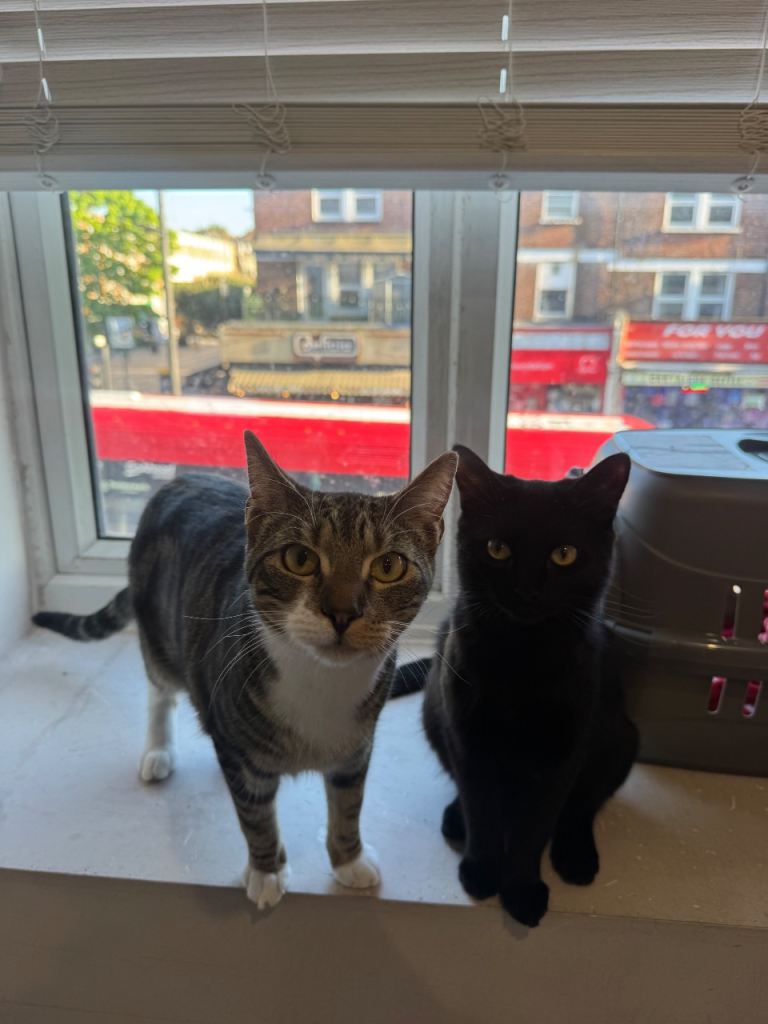 2 Cats for Sale