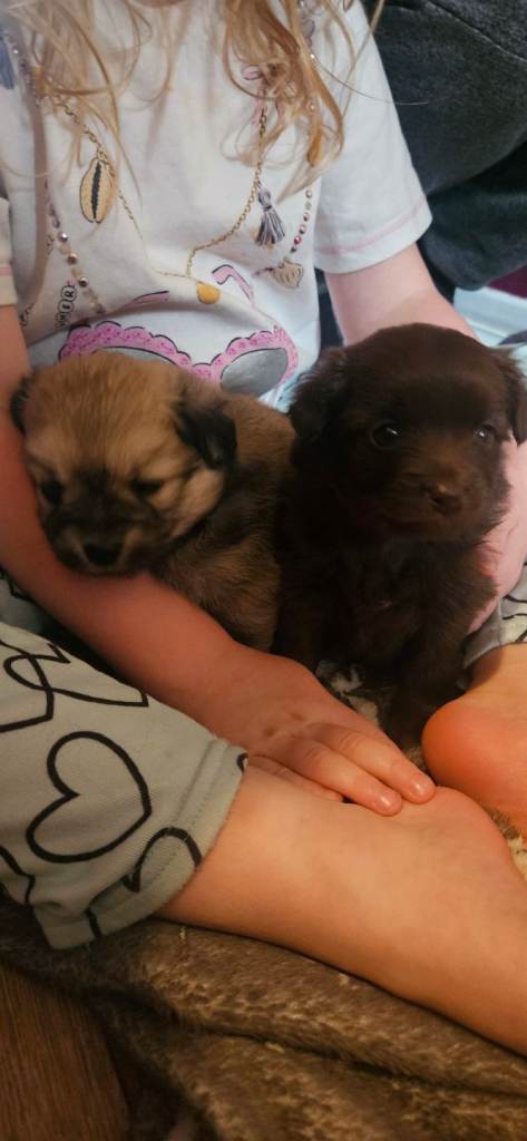POMCHI Babys FORSALE 🩷