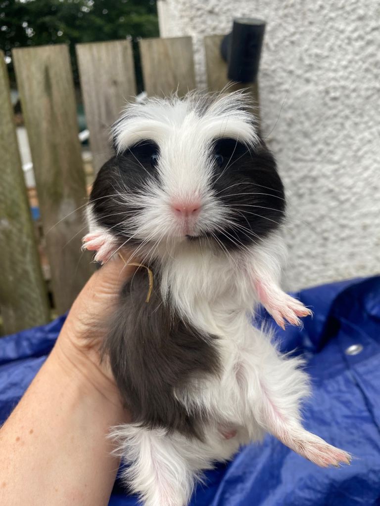 Various Guinea pigs