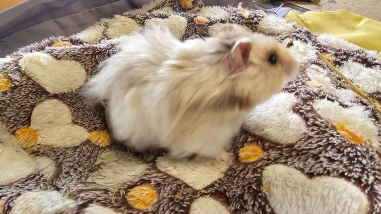 Beautiful long haired hand tame syrian hamsters