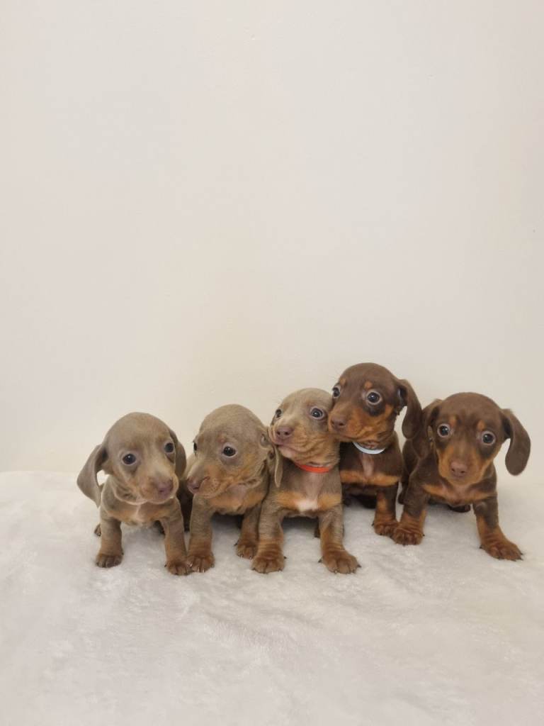 🐾❤️ BEAUTIFUL MINIATURE DACHSHUND PUPPIES – READY FOR THEIR FOREVER HOMES 30TH OCTOBER! ❤️🐾