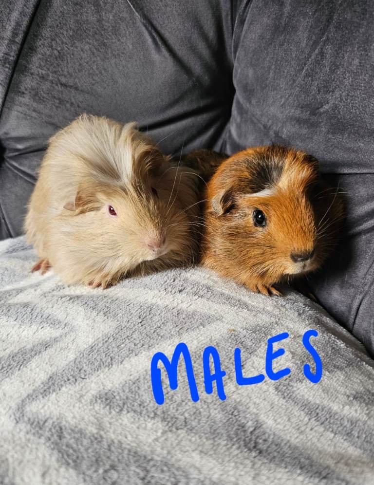 Beautiful guinea pigs. Girls and boys avaliable x
