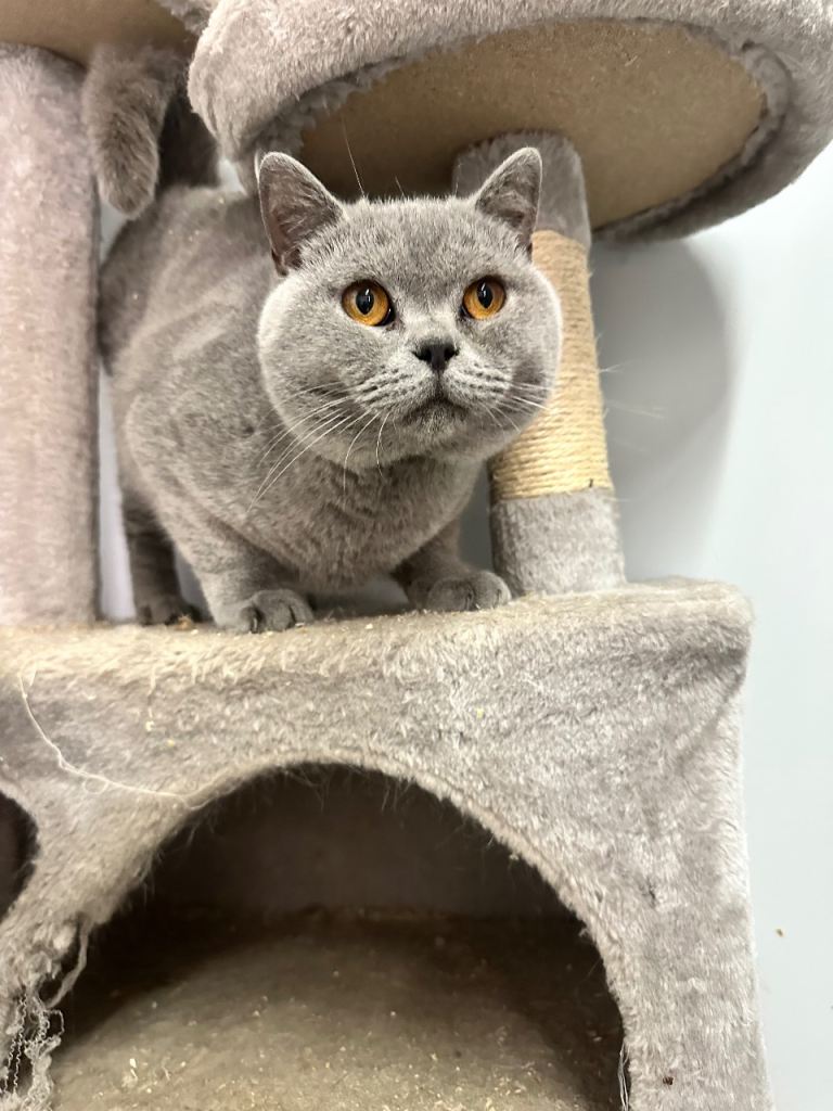 Pedigree British pair cats GCCF reg