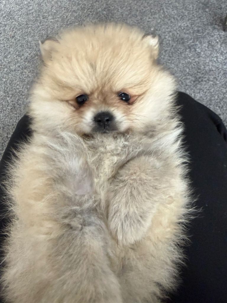 Pomeranian 
