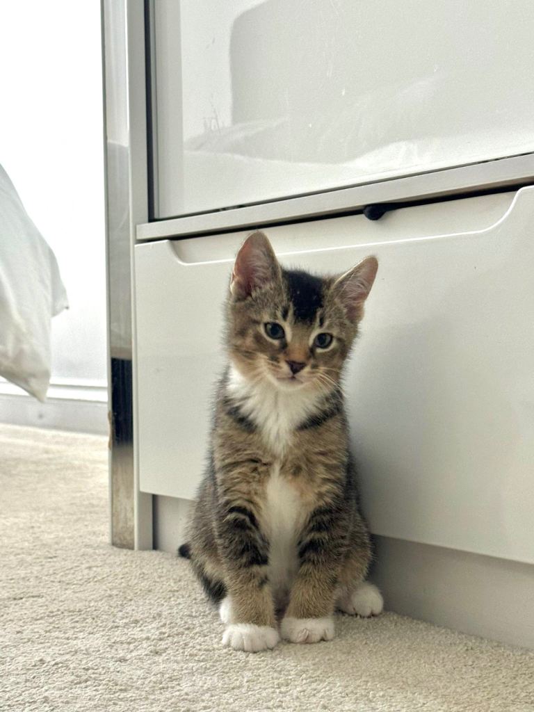 2/6 Kittens available!!!! 