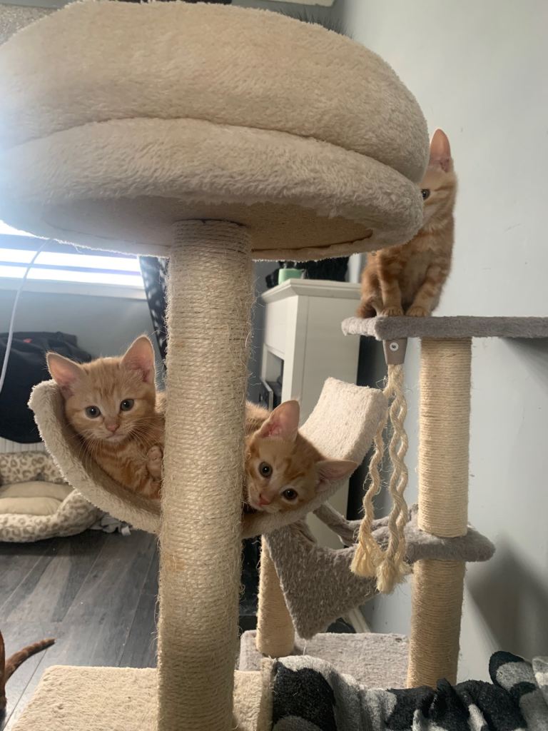 6 adorable kittens