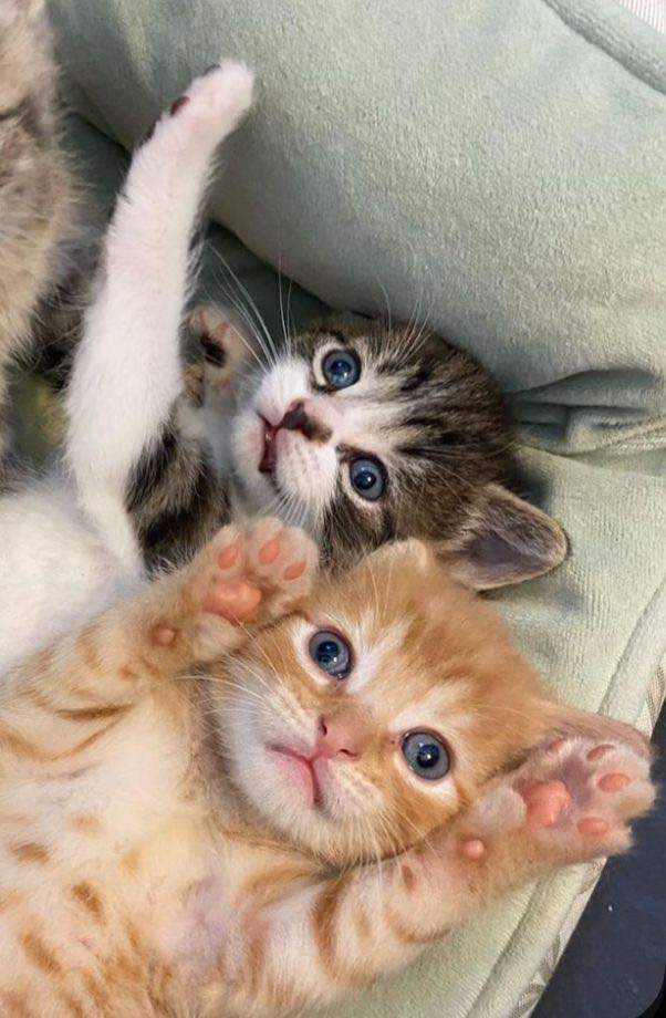 Cute Tabby Kittens Need Homes 