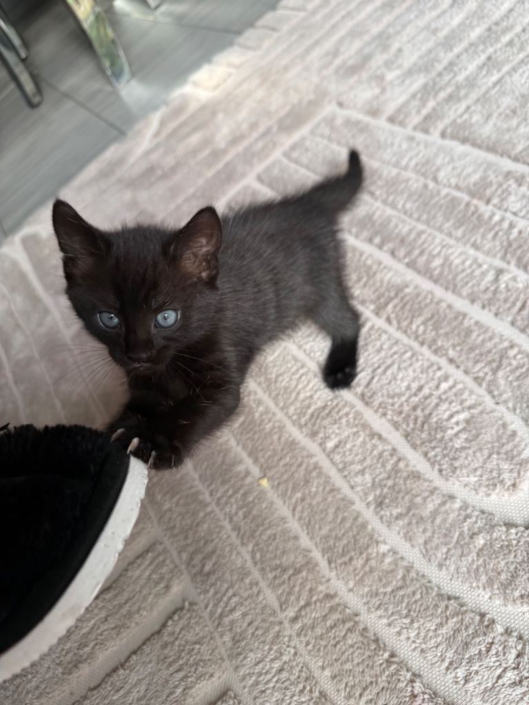 Kittens for sale 