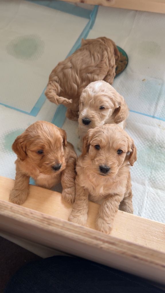 Cockapoo puppies for sale