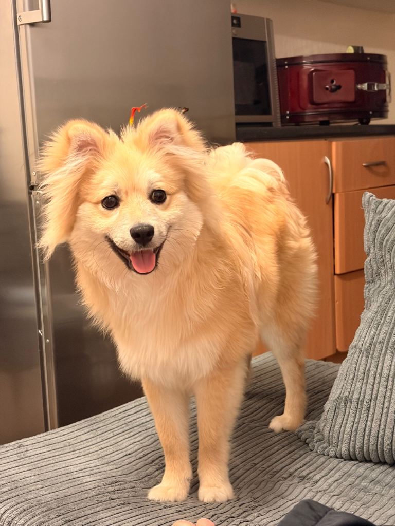 Beautiful Pomeranian Boy