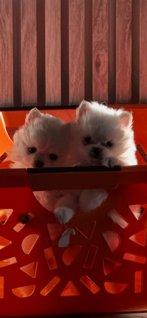 Pomeranian female puppy 