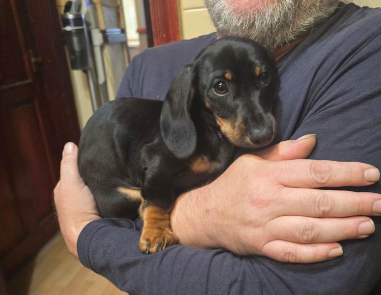 Mega cute dachshund boy puppy