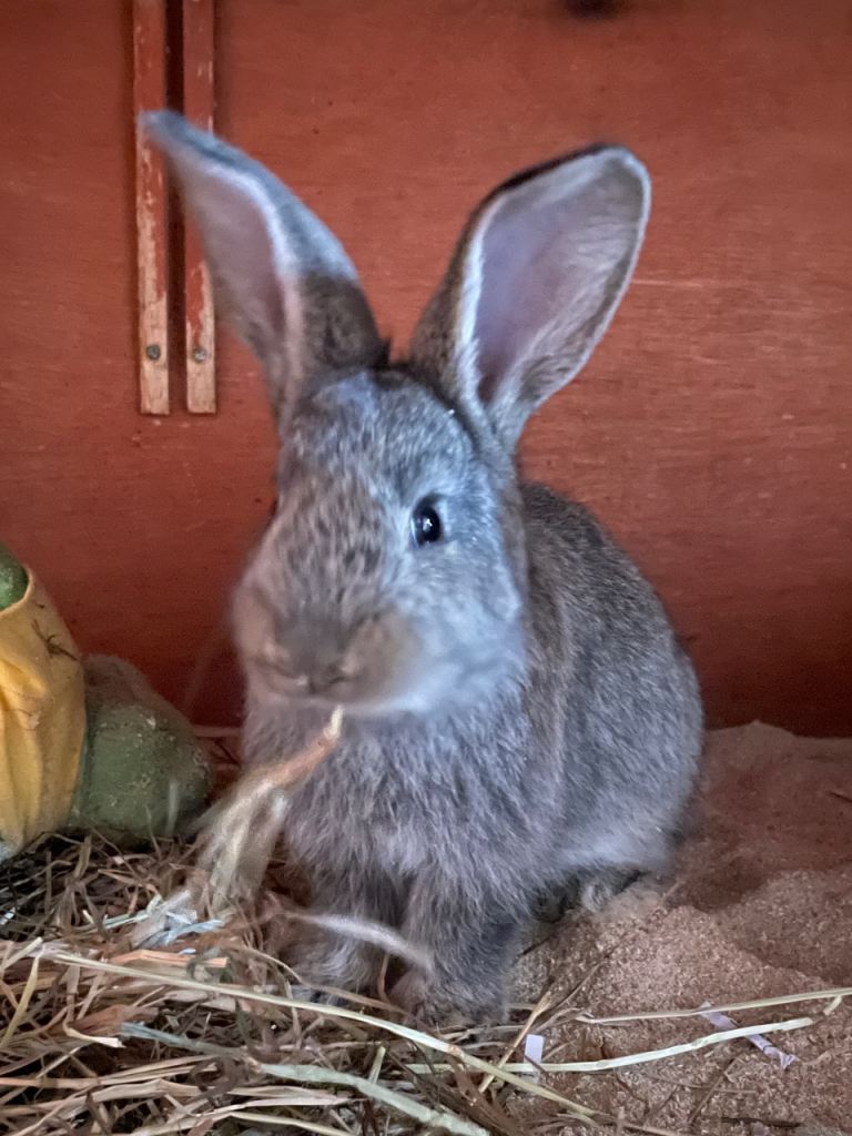 Male continental giant rabbit