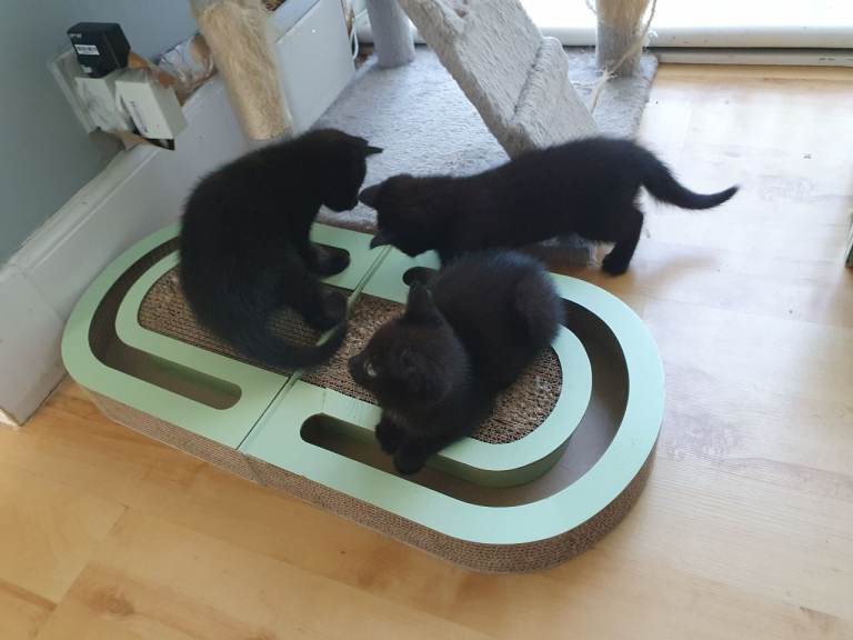 Beautiful kittens looking for a new home