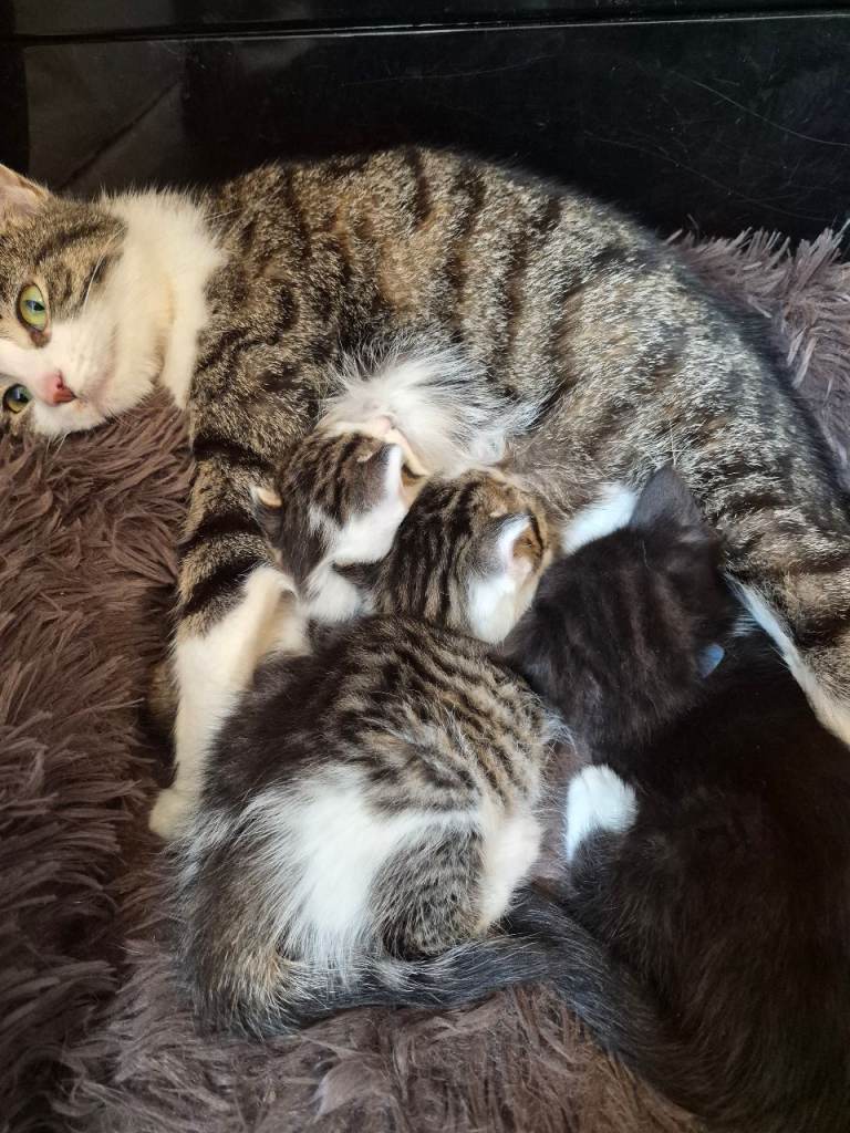 3 beautiful kittens 
