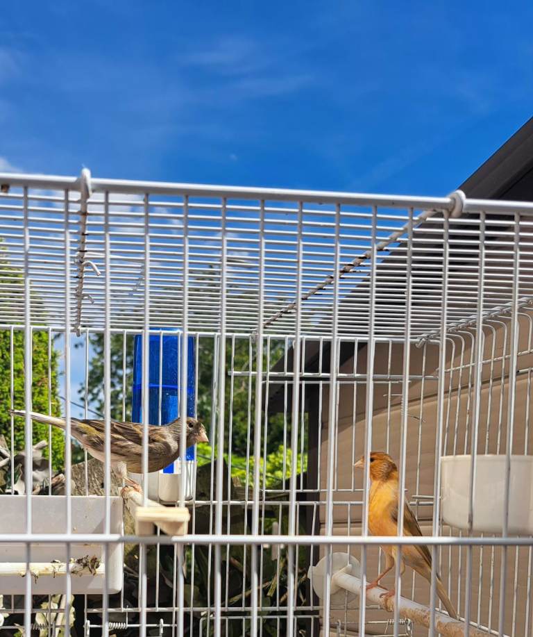 Pair of Beautiful Canaries – Male & Female