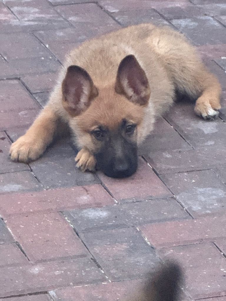 German Shepherd x Belgium me