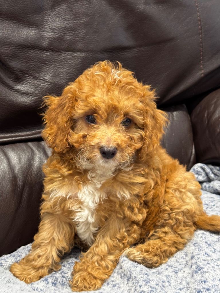 Cockapoo Puppies 