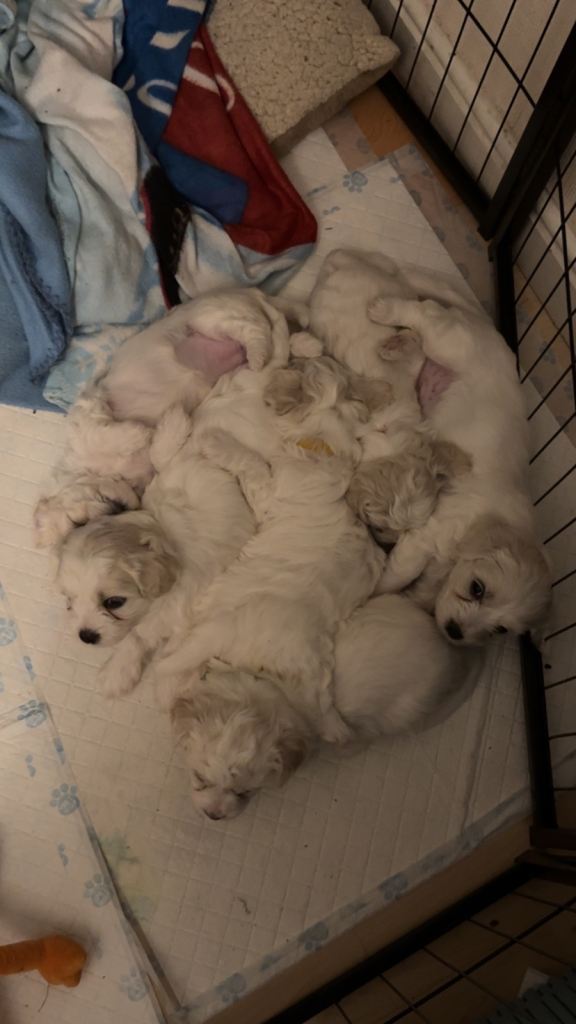 Cavachons for sale