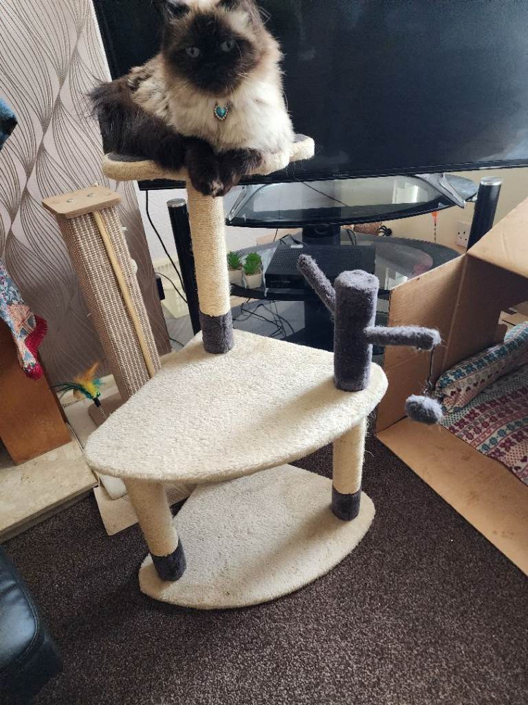 Kitten tree,with 4 scratch poles