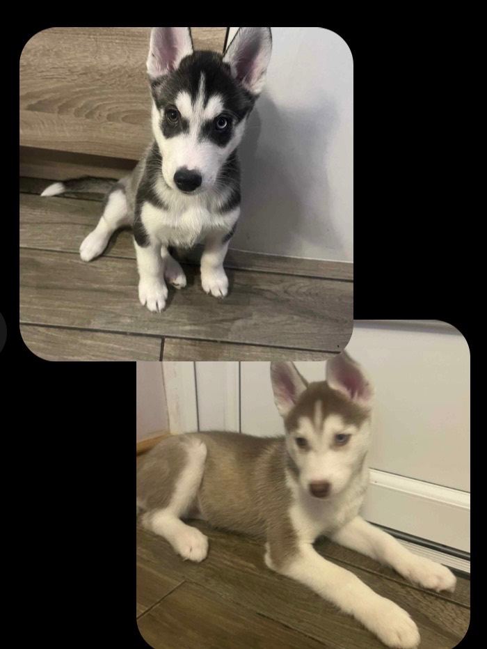 Siberian husky puppy’s
