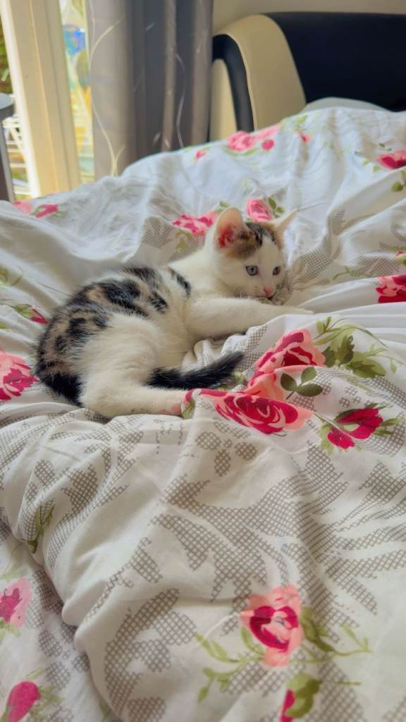 8 weeks old kitten