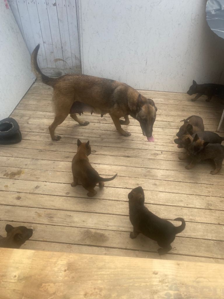 Belgium Malinois puppy’s for sale