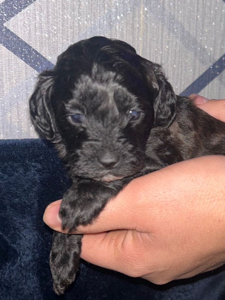 ✨ Only 1 Gorgeous Chocolate Shihpoo Puppy Left – Ready 31st January ✨