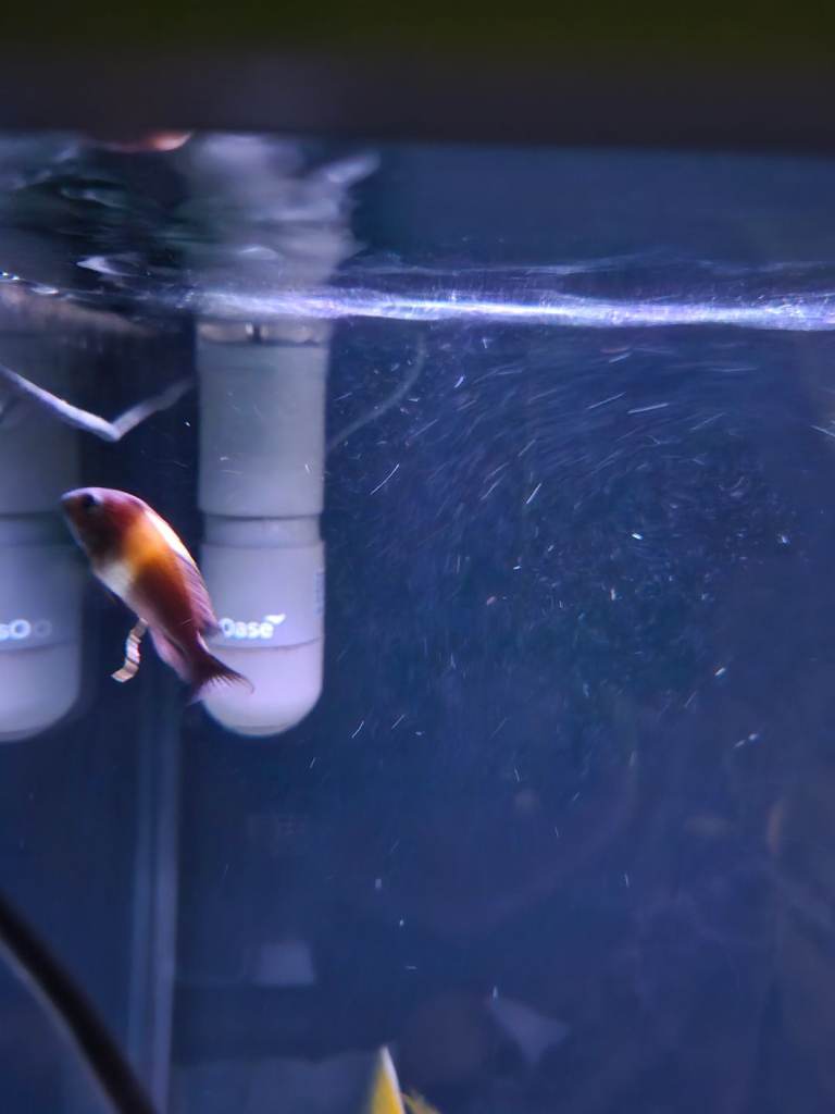 Fluval shaker 