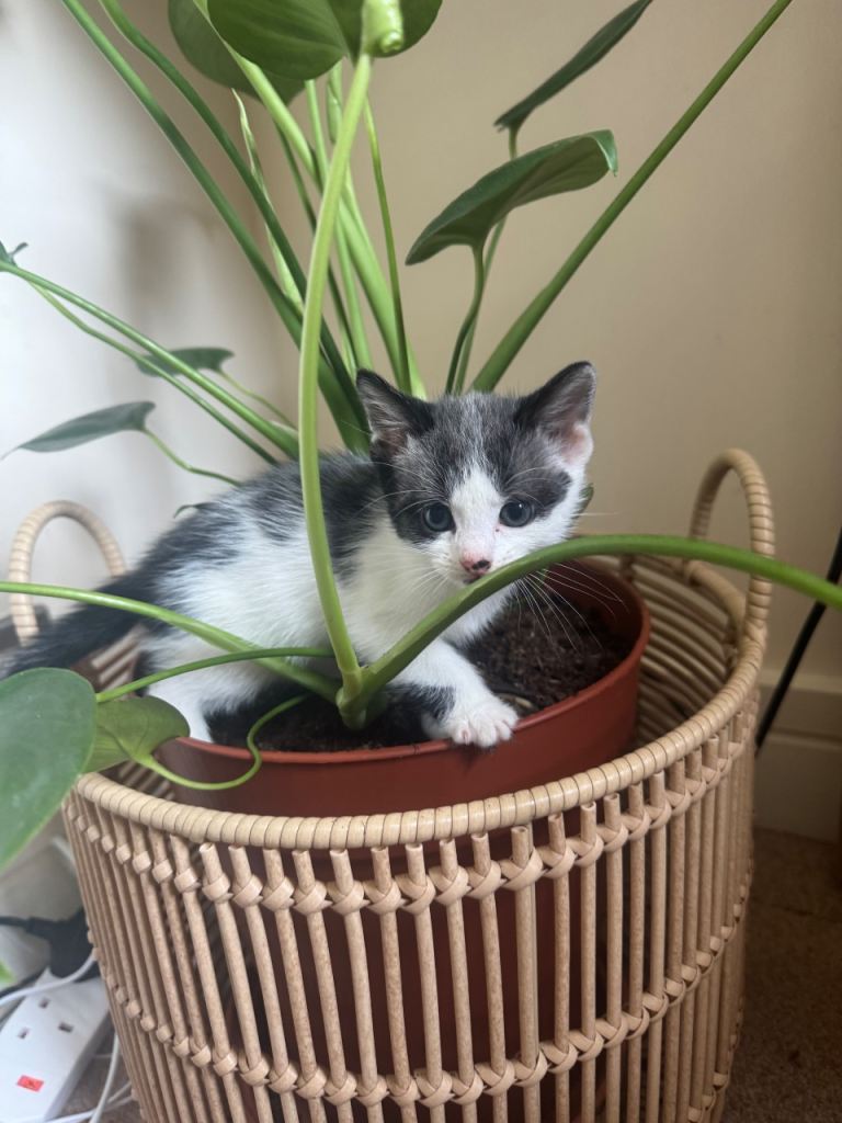 Kittens need forever homes