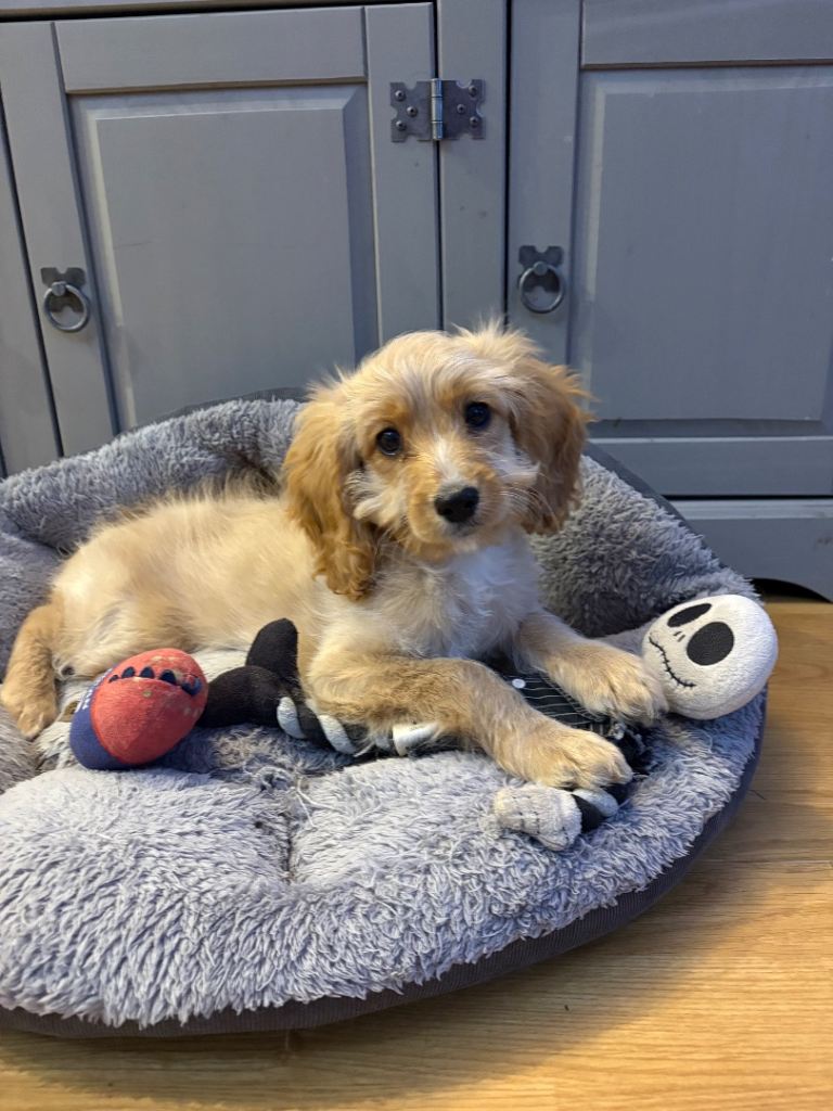 Beautiful Cavapoo