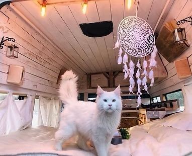 RARE black Maine coon female kittens 