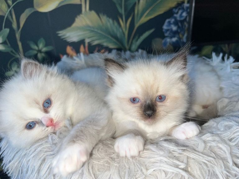 Beautiful Quality Chunky Ragdoll Babies