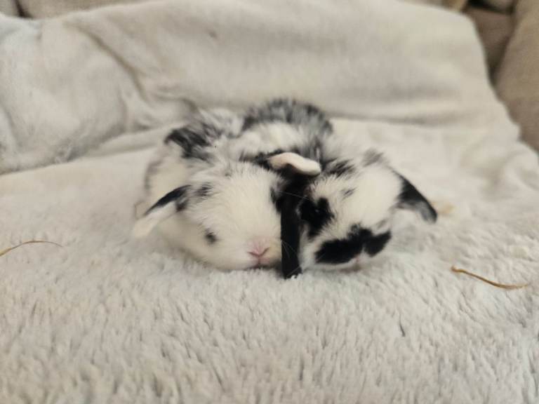 Baby bunnys