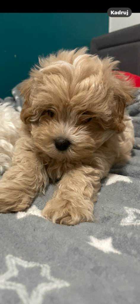 Maltipoo puppies for sale 