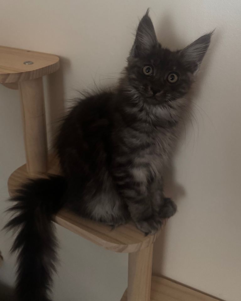 Kittens Maine Coon
