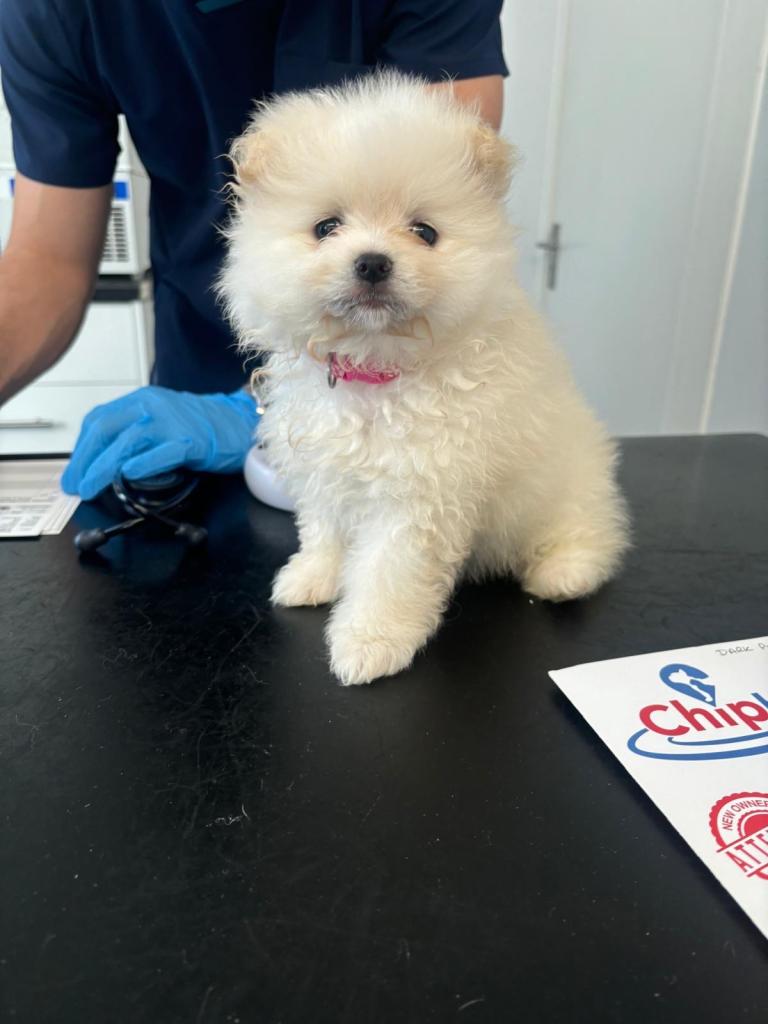  Pomeranian puppies  🐶pure pedigree xsn