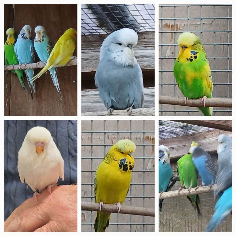 Budgies, various colours and ages.