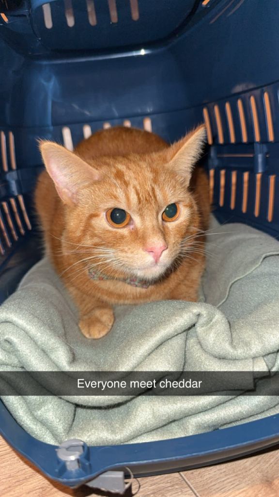 Female ginger cat