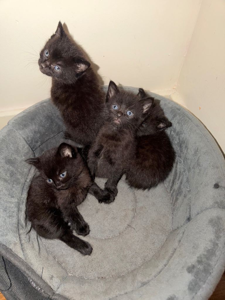 Black Kitten