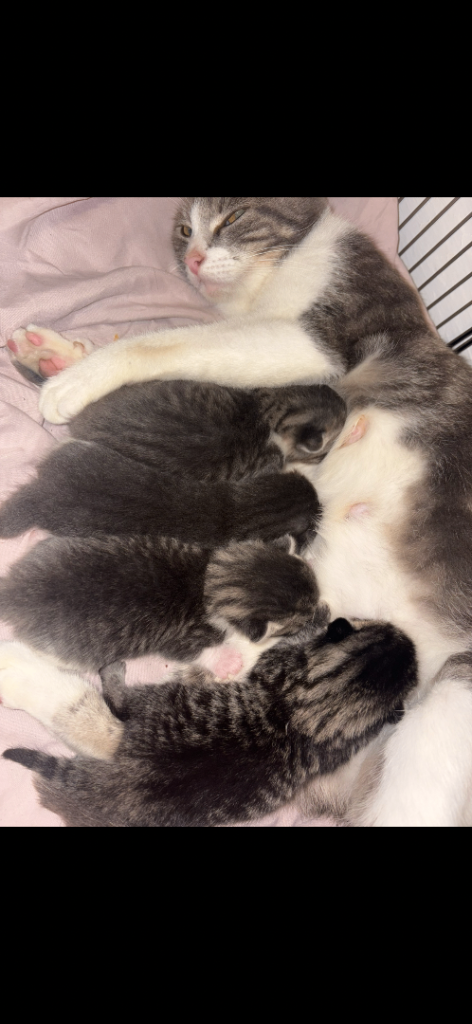 Kittens 