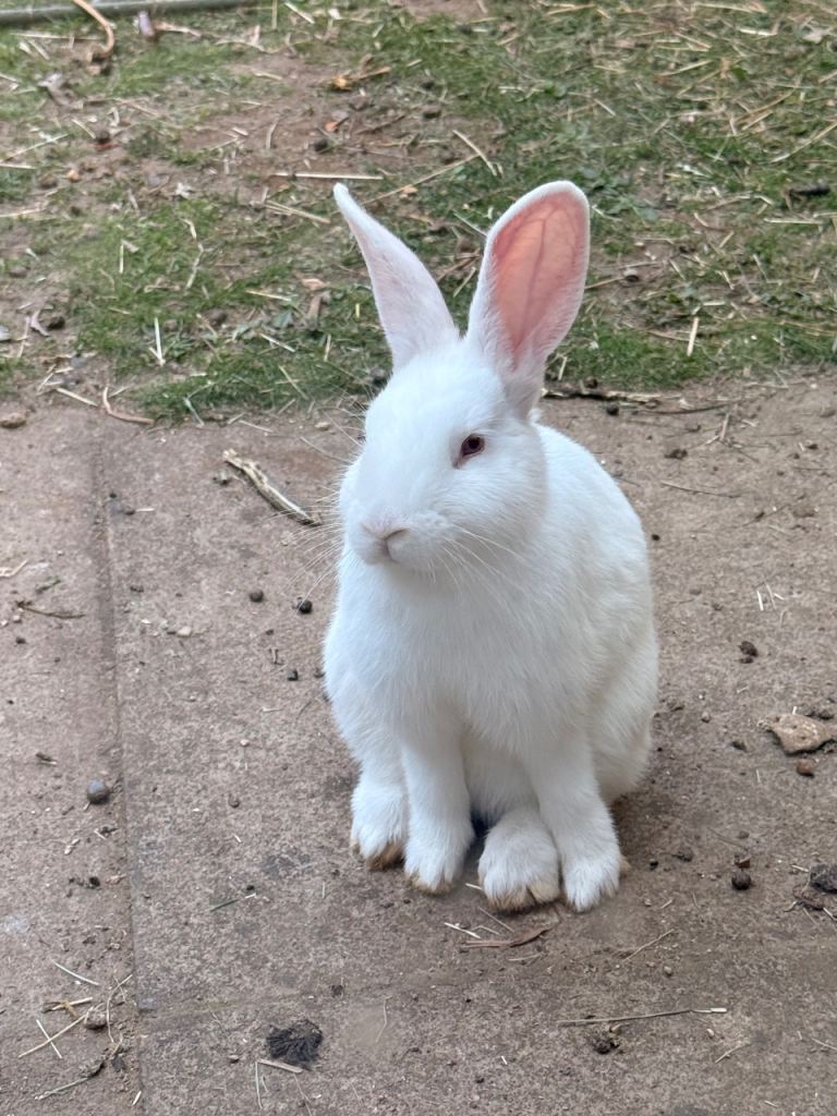 Rabbits