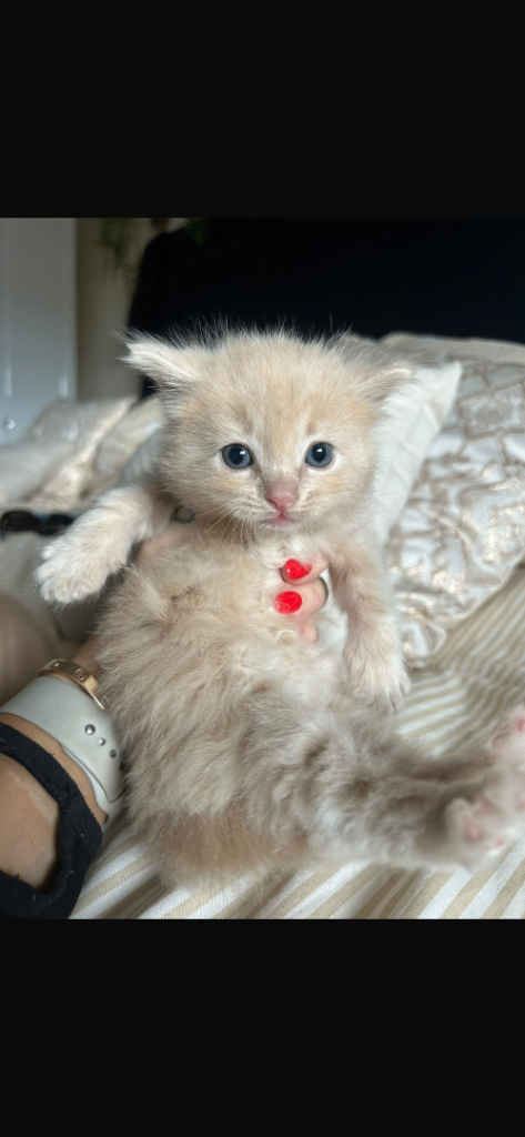Fluffy fluffy cute kittens 